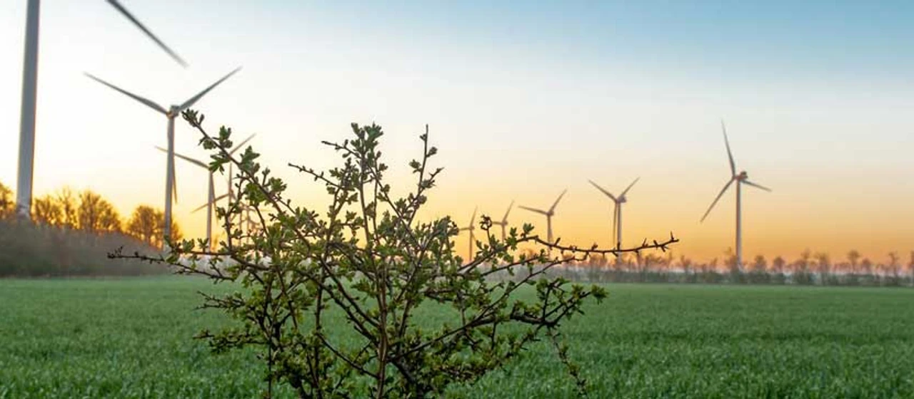 Vindmøller på mark ved solnedgang